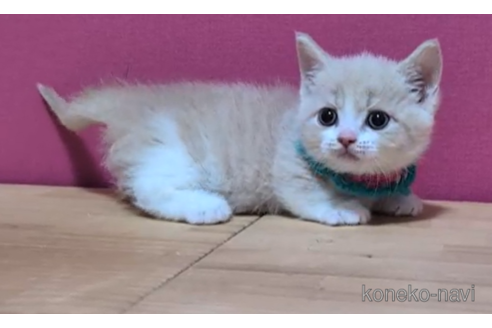 成約済の東京都のマンチカン(短足)-105733の2枚目